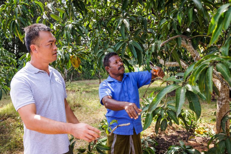 චීන රජයේ උපදෙස්වලින් ශ්‍රී ලංකාවේ                                  අන්නාසි – අඹ අස්වැන්න ඉහළ ගිහින්