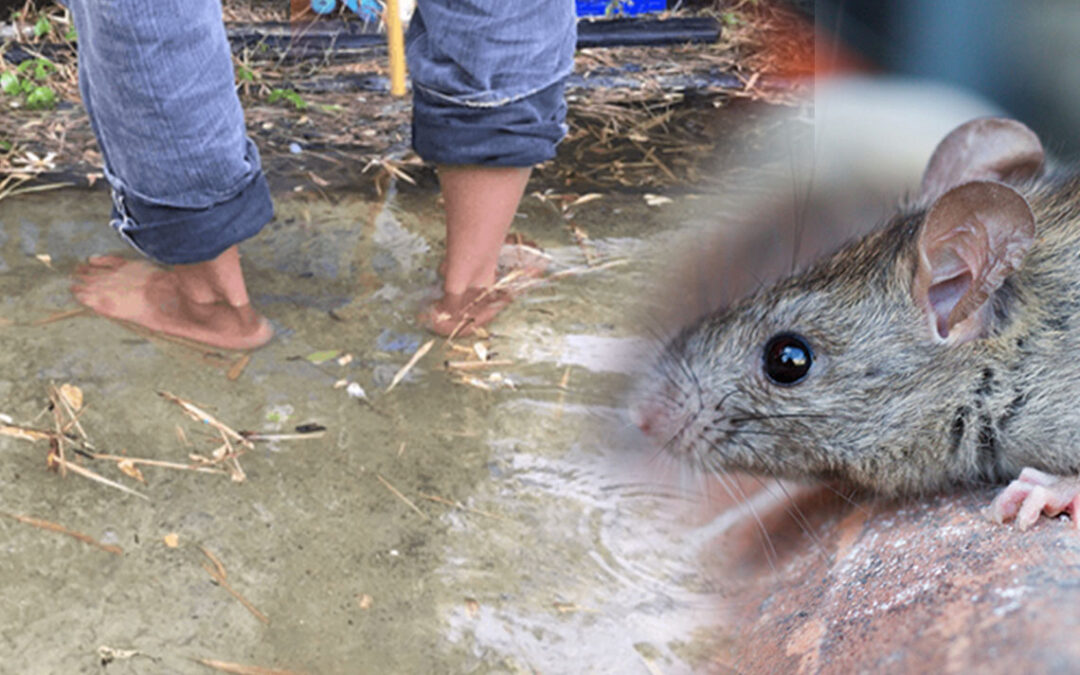 ගංව­තු­රෙන් පසු මී උණ පැති­ර යෑමේ අව­දා­න­මක් තිබෙනවා                   — ප්‍රජා වෛද්‍ය විශේ­ෂඥ අතුල ලිය­න­ප­ති­රණ කියයි