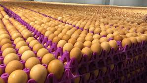 දිට්වා සුළි කුණාටුවත් සමඟ බිත්තර නිෂ්පාදනය                                     30% කින් පහත වැටි තිබෙනවා                                                                              — සමස්ත ලංකා කුකුළු මස් සංගමයේ සභාපති කියයි