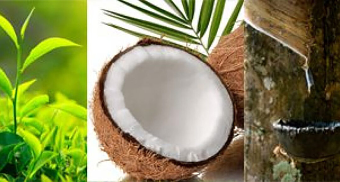 2025 ජනවාරි – නොවැම්බර් කාලය තුළ                                              තේ, පොල්, රබර්  නිෂ්පාදනයේ  පහත වැටීමක්!                                           – මහ බැංකුව වාර්තා කරයි