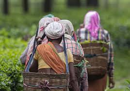 වතු කම්කරු වැටුප රුපියල් 400කින් වැඩි කරන්න                            ආණ්ඩුව සහ ප්‍රාදේශීය වතු සමාගම් එකඟ වෙයි