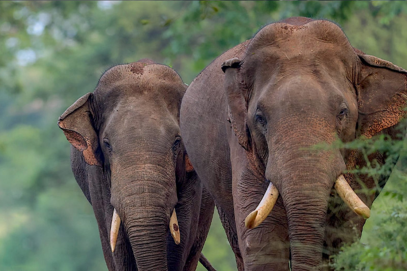 Sri Lanka targets 1,000km of fencing to secure elephant corridors