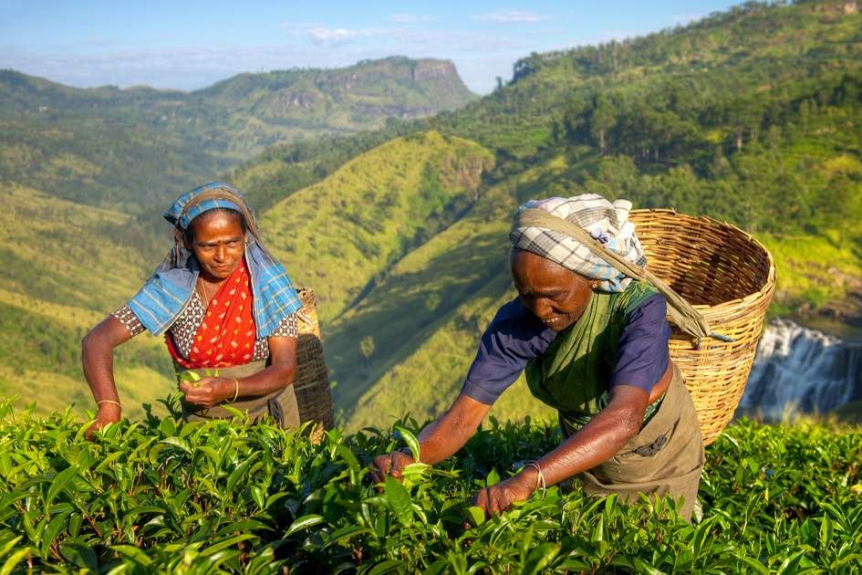 ඌන උපයෝජිත රජයේ වතු ඉඩම් – දේපොළ                            ආයෝජකයන්ට දීමේ දෙවැනි අදියර ඇරඹේ