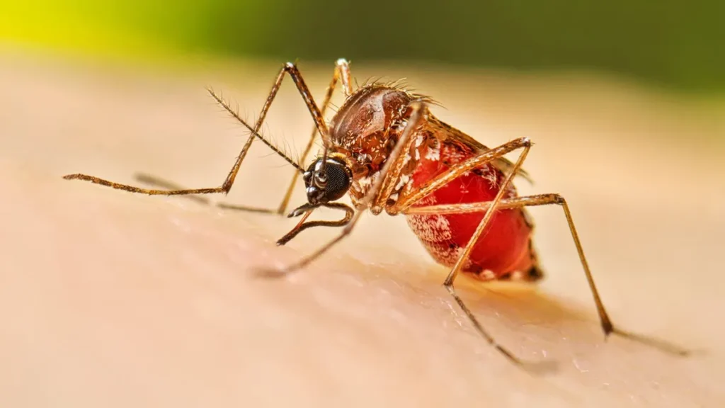   ඩෙංගු අවදානම ඉහළට :                                                                     පසුගිය වසරට සාපේක්ෂව                                                                             ඩෙංගු රෝගීන් 55%කින් ඉහළට