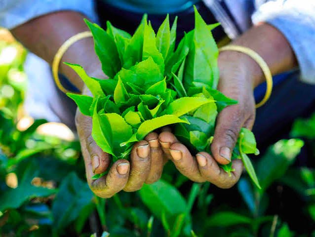 තේ වගාව මහා අර්බුදයක:                                                           නිෂ්පාදන පිරිවැය ඉහළ යෑමෙන් තේ වගාකරුවන්                                       තේ වගාවෙන් ඉවත් වෙති