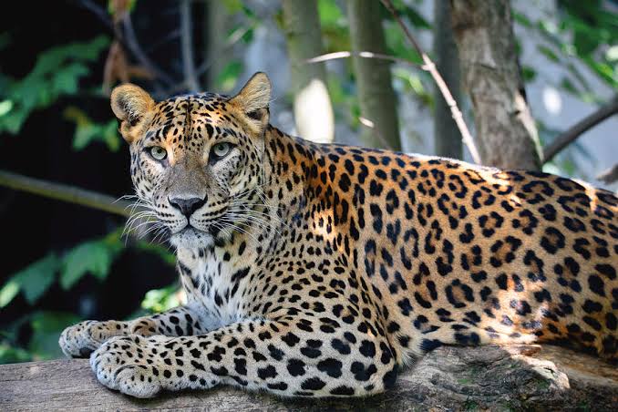 පේරාදෙණිය විශ්වවිද්‍යාලයට – හන්තානයේ                                 ජනාවාසවලට කොටි තර්ජන !