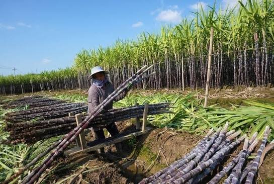 Sri Lanka, Brazil sign agreement to implement sugarcane project